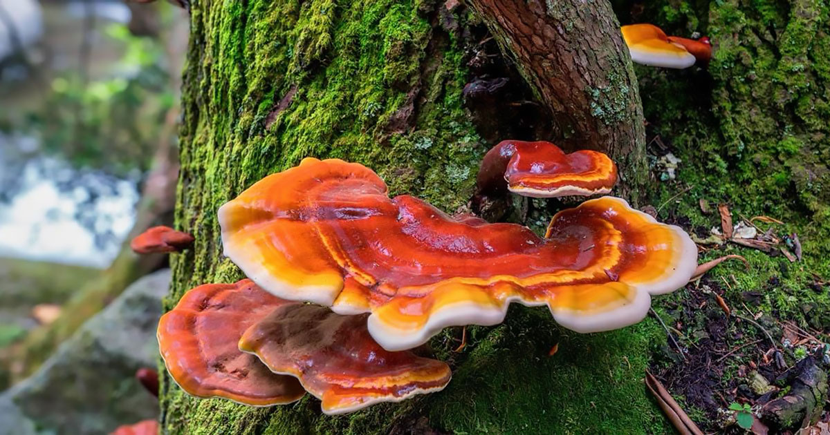 Huba reishi